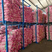 Fournisseur de prix de gros d'ail frais, ail blanc frais, exportateur d'ail frais, Ajo Ail Frais, ail frais, usine chinoise