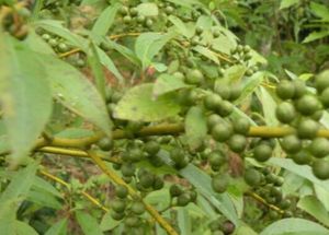 น้ำมันหอมระเหยลิทเซีย คิวเบบา พรีเมียม 100% บริสุทธิ์ ธรรมชาติ สำหรับอโรมาเธอราพี บำรุงผิว นวดบำบัด - Product Image 2