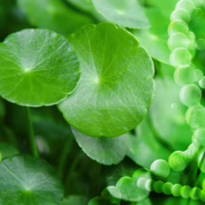 TW Centella PDRN Complexe avancé de réparation dérivé des plantes Liquide Cosmétique Matière première Régénération de la peau Guérison Base de soin de la peau - Product Image 1