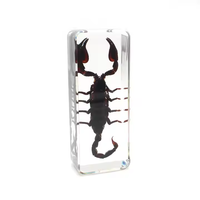 Oferta Especial: Modelo de Escorpión Artificial Transparente en Resina, Taxidermia, Rectangular, Impermeable, Educativo, Personalizable