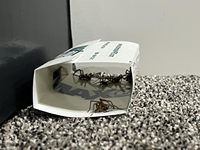 Piège à souris humain, seau piège à souris, planche à colle pour rats, piège à colle pour rats