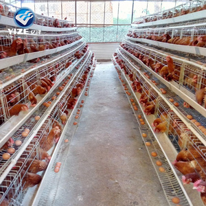Gabbia per Galline Ovaiole a 5 Piani per 200 Uccelli con Abbeveratoio a Nipple per Allevamenti in Nigeria - Product Image 5