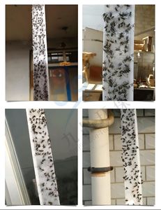 Trampa para insectos/insectos Cinta viscosa Rollo <span class=keywords><strong>de</strong></span> cinta para moscas Trampa para moscas colgante Trampa para moscas <span class=keywords><strong>de</strong></span> frutas - Product Image 6