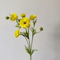 Bunga Buatan Desain Baru 72CM, Sentuhan Asli Lateks, Ranunculus Kupu-kupu untuk Dekorasi Pernikahan dan Rumah