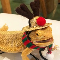 Fournitures pour animaux de compagnie en gros, costume de Noël festif pour dragons barbus |   Chapeau de renne et écharpe rayée | Tenue de vacances ajustable