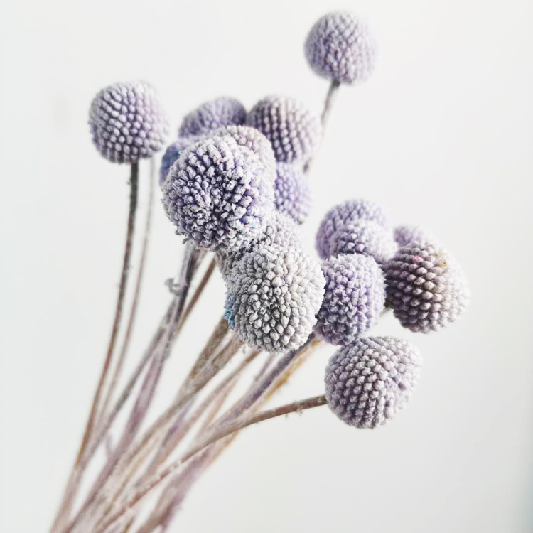 Gris