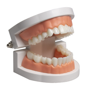 Modelo de Carillas Dentales con Funciones de Adhesión y Remoción para Prácticas de Enseñanza de Simulación, Equipo Educativo - Product Image 5