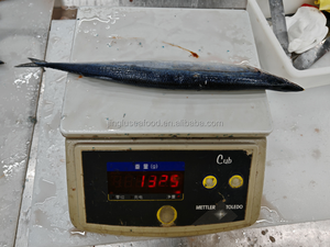 Saury del Pacífico Cololabis Saria, Recién Capturado, Salvaje y Congelado, Venta al Por Mayor a Precio de Fábrica - Product Image 4