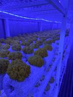 Conteneur de culture de champignons de 40 pieds avec éclairage LED optimisé et contrôle automatique de la température et de l'humidité