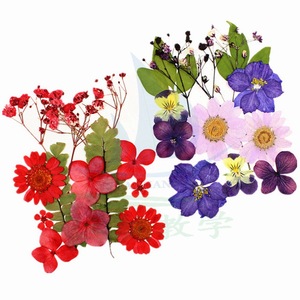Matériaux de fleurs séchées sur mesure, combinaisons de fleurs pressées, fleurs pressées, fleurs naturelles, feuilles, peintures de spécimens, séchées - Product Image 3