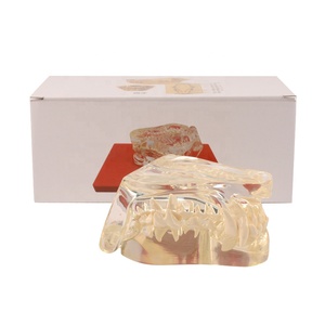 Resina canina modello dentale per cani chiaro dentatura cane denti modello corpo animale anatomia denti per la formazione del cane - Product Image 3