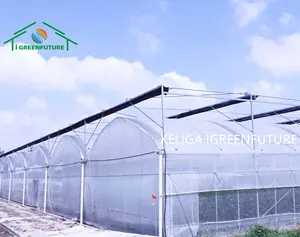 Serra economica a basso costo del Tunnel della copertura del Film plastico agricolo del pomodoro per la verdura