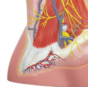 Modelo Anatómico de Músculos Superficiales de la Región del Cuello, Tamaño Real, para Enseñanza Médica, Anatomía Humana, Ciencias Médicas para Escuelas - Product Image 3
