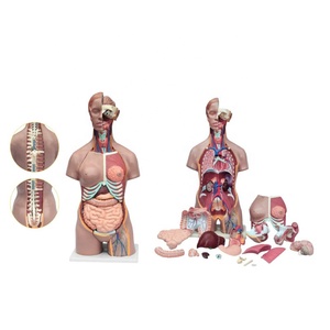 Anatomia sexual do corpo humano da ciência médica, modelo de torso masculino e feminino - Product Image 4