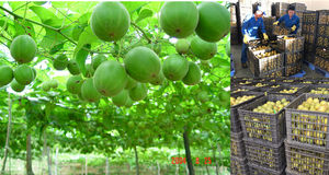 100% ธรรมชาติไม่มีเทียม Monkfruit สารให้ความหวานน้ำตาลแทนพระภิกษุสงฆ์ผลไม้ Erythritol สารให้ความหวานเป็นกลุ่มราคา - Product Image 6