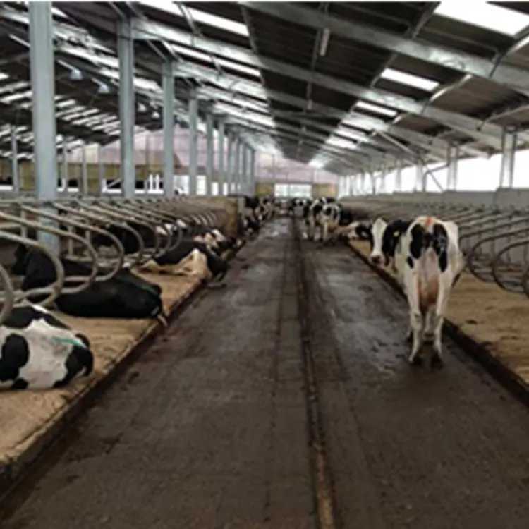 مزرعة حظيرة من البقر مسبقة الصنع منخفضة السعر باستخدام هيكل فولاذي لمنزل الحليب