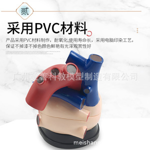 Modelo de Corazón Humano con Aumento de 3x y Ultrasonido Doppler Color en Modo B - Modelo de Enseñanza de Anatomía Cardíaca para Medicina y Cardiología - Product Image 1