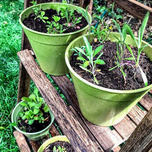 Style moderne Fleurs sauvages Semer Bomb Ball Plant Garden Kit Garden Plantation Floor Use Comestible Flower Pots & Planters for Room Decor - Product Image 2