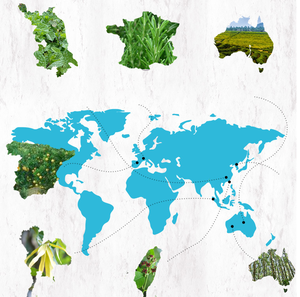 Aceite Esencial de aromaterapia, aceite de limón a granel, precio de <span class=keywords><strong>d</strong></span>-limonene, venta al por mayor - Product Image 5