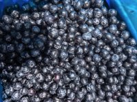 OEM Grosir IQF Blueberry Beku Kemasan Retail Blueberry Beku Premium untuk Siap Pasok Supermarket