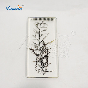 Portaobjetos con especímenes de algas, algas marinas, laver y Chlamydomonas aquaticus; material didáctico al por mayor para experimentos de biología en la escuela secundaria. - Product Image 2