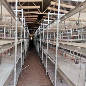 Meilleure vente pas cher prix 4 niveaux 96 oiseaux chaque ensemble H Type entièrement automatique batterie de poulets de chair poulet volaille système de <span class=keywords><strong>cage</strong></span> pour Oman - Product Image 3