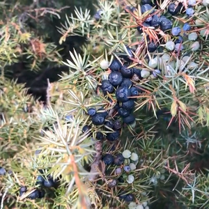 有機ジュニパーエッセンシャルオイルバルク価格工場1kg天然ジュニペルスコミュニベリー & リーフオイル100% 純粋非アルコール - Product Image 3