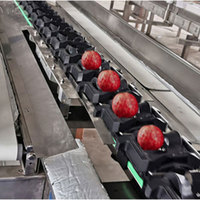 Intelligente Dragon Fruit Sorteermachine Mango Avocado Fruit Weging Sorteermachine