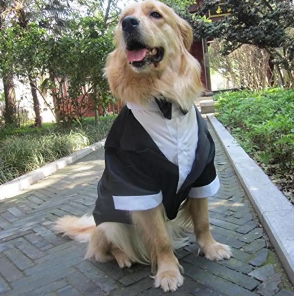 Large, medium and small dog suit wedding dress gentleman