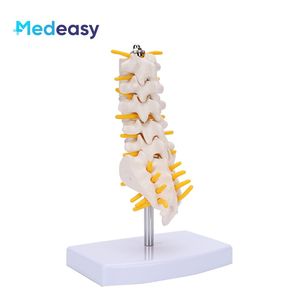 Modèle de colonne lombaire avec vertèbres caudales et mini simulateur de colonne lombaire - Product Image 1