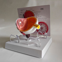 Modèle d'anatomie de l'œil humain en PVC pour l'éducation médicale dans les écoles et les hôpitaux