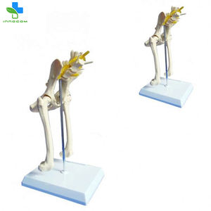 <strong>Dog</strong> Hip Joint <strong>Skeleton</strong> Medical Anatomy Anatomical Models Anatomical Model Animals Free <strong>3d</strong> Animal Model - Product Image 2