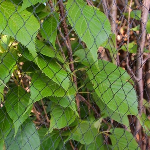 ตาข่ายป้องกันแมลงและนก HDPE สำหรับการเกษตร ฟาร์ม ไร่น้ำ ป้องกันแมลงสาบ สำหรับโรงเรือน ต้นแอปเปิ้ล และผัก - Product Image 1