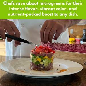 Assortiment de 10 variétés de micro-pousses biologiques : mélange de brocoli, de daikon, de radis, de chou rouge épicé, <span class=keywords><strong>d</strong></span>'arugula pour la culture en pots et jardinières - Product Image 6