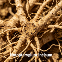 Racine de Notopterygium séchée de qualité supérieure, matière première aromatique boisée et épicée pour les mélanges d'épices, l'encens et la production d'huiles essentielles