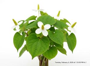 สารสกัดจากพืช Houttuynia Cordata PDRN สูตรขั้นสูง ช่วยลดสิว สำหรับวัตถุดิบเครื่องสำอาง ช่วยทำความสะอาดและปลอบประโลมผิว - Product Image 3