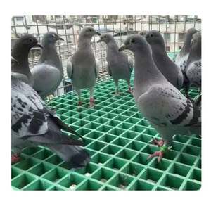 Caillebotis en fibre de verre Frp 1.5 "* 1.5" Grp Grid Mesh 4 Ft * 8ft Prix d'usine - Product Image 6