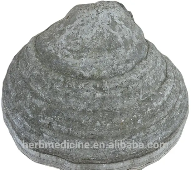 Сушеный дикий натуральный Тиндер, гриб, пирополиспор, фентарий