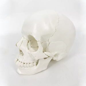 Modello Anatomico di Osso Umano a Grandezza Naturale, Modello di Cranio in 22 Parti, Modello di Cranio Smontabile - Product Image 5