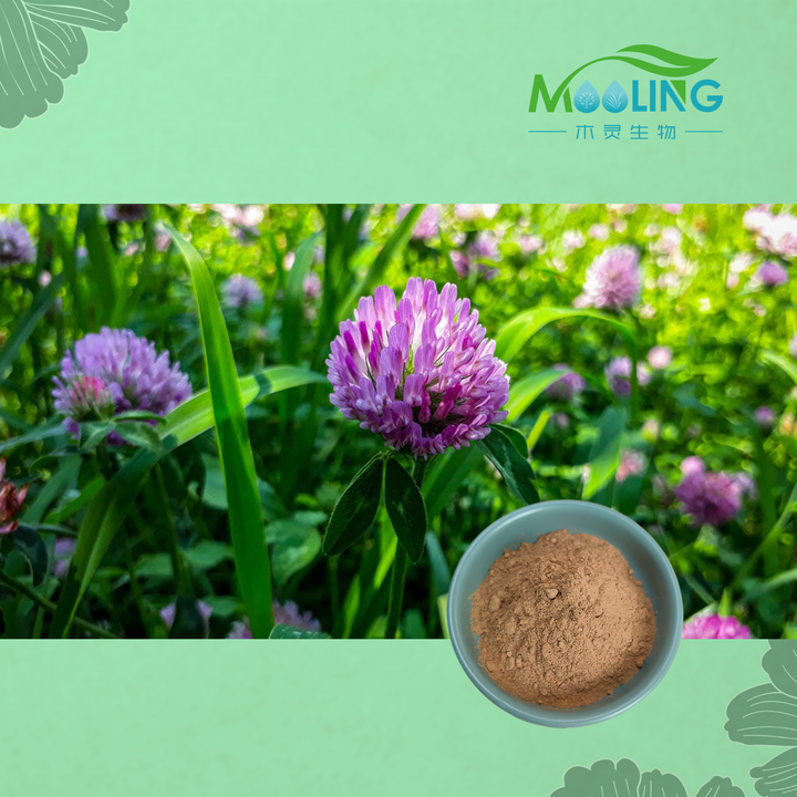 MOOLING T. Pratense 100% Pure Red Clover Trifolium Pratensered ...