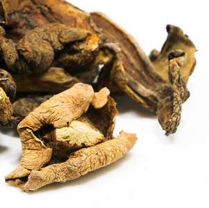 B.c.i agareus ब्लेज़ेई भिरिल ताजा मैटसुले मशरूम ट्राइहोमा मात्सुटेक एगारिकस बिस्पोरस निकालें - Product Image 3