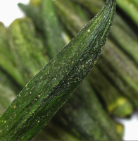Chips de Okra Fritos Crujientes al por Mayor, Textura Dura Salada, Snack Natural de Okra