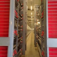 Offre Spéciale : Poulailler Automatique Type H à 4 Niveaux, Équipement d'Élevage Galvanisé pour 20 000 Poulets – Projet Agricole Afrique