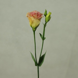 Unnan-flores frescas de corte al por mayor Eustoma, floristería al por menor, para Arreglo de floreros, decoración de boda - Product Image 5