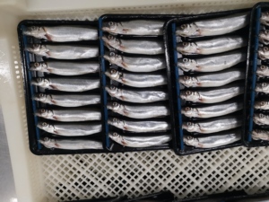 <span class=keywords><strong>Poisson</strong></span> capelin congelé - Product Image 5