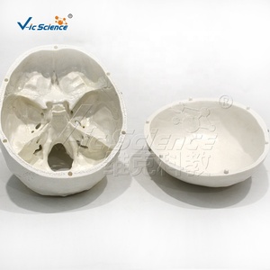 Modelo de anatomía <span class=keywords><strong>del</strong></span> <span class=keywords><strong>cráneo</strong></span> <span class=keywords><strong>humano</strong></span> de 3 partes, 22 <span class=keywords><strong>huesos</strong></span> <span class=keywords><strong>del</strong></span> <span class=keywords><strong>cráneo</strong></span> que demuestran la base <span class=keywords><strong>del</strong></span> <span class=keywords><strong>cráneo</strong></span> y las líneas de sutura - Product Image 1