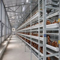 Bâtiment d'élevage de poulets en structure acier durable, hangar avicole préfabriqué, solution clé en main, poulailler industriel automatique pour poulets de chair