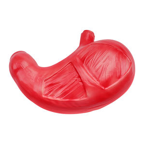 Школа и больница, обучающая ПВХ пластиковая анатомическая модель желудка человека, модель желудка - Product Image 4