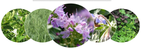 Huile essentielle de lavande biologique pour le sommeil, 100% pure et naturelle, huile de lavandula pour diffuseur, massage, fabrication de bougies, parfum