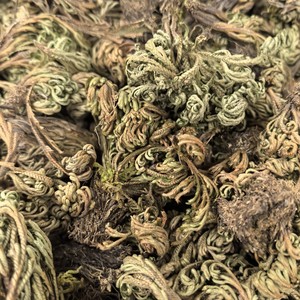 Hierba de la Rosa de Jericó, Planta Milagrosa Juan Bai, Tongjin, Venta Caliente, Selaginella Tamariscina Seca - Product Image 2